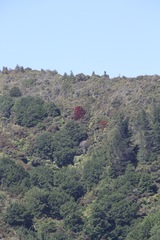 Metrosideros robusta