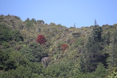 Metrosideros robusta