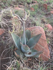 Aloe verdoorniae