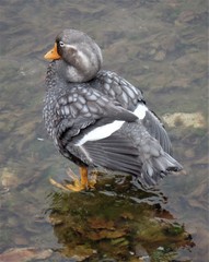 Tachyeres brachypterus