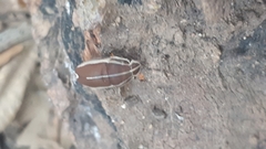 Agonosoma flavolineatum