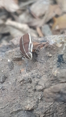 Agonosoma flavolineatum