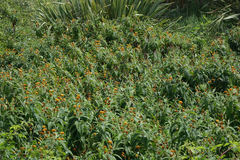 Buddleja globosa
