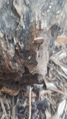 Agonosoma flavolineatum