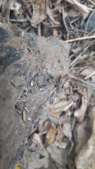 Agonosoma flavolineatum