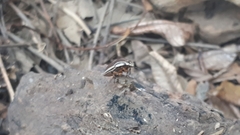 Agonosoma flavolineatum