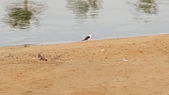 Himantopus himantopus