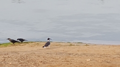 Ichthyaetus leucophthalmus