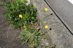 Hypochaeris radicata