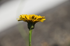 Hypochaeris radicata