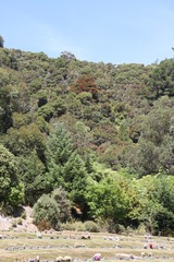 Metrosideros robusta