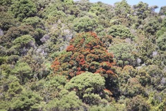 Metrosideros robusta