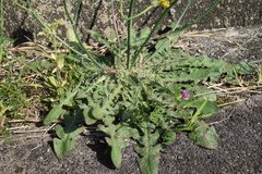 Hypochaeris radicata