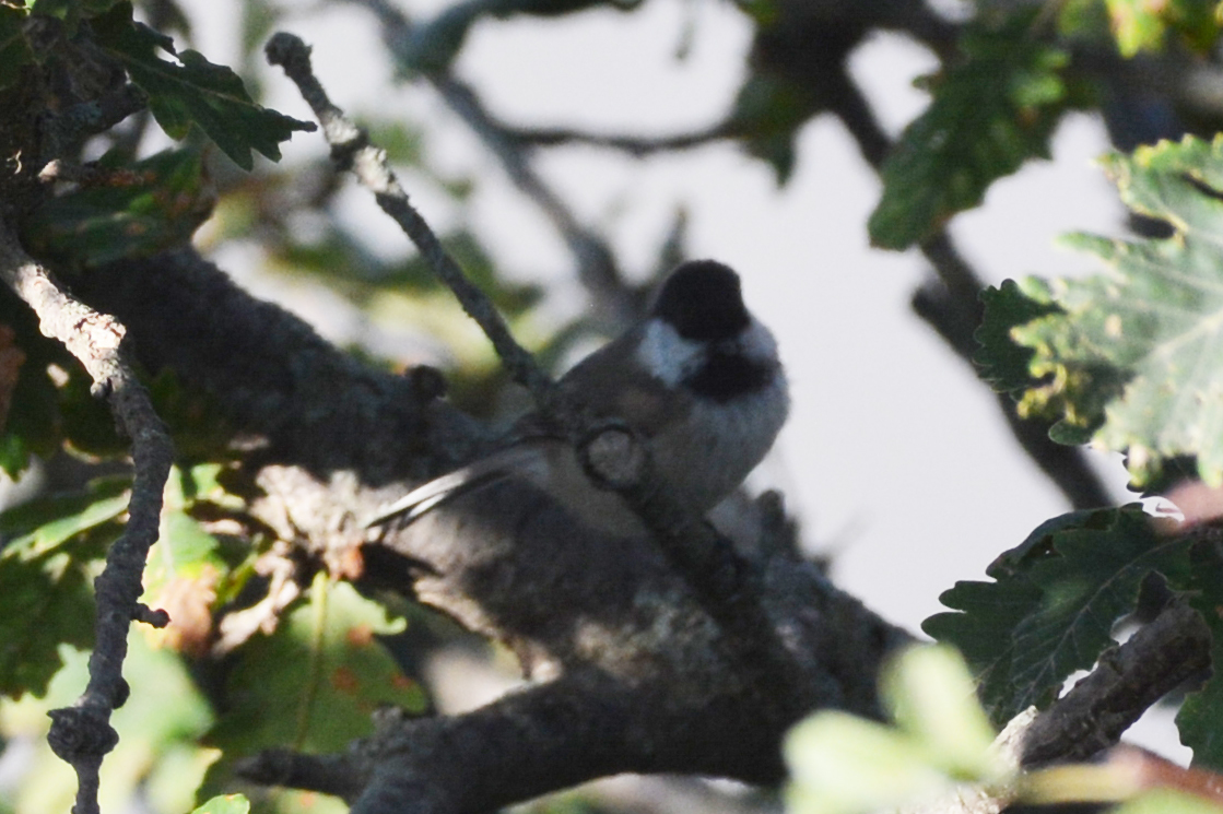 Caspian Tit (Poecile hyrcanus), photo 2