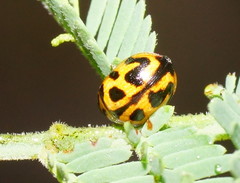 Peltoschema oceanicum