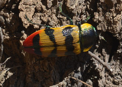 Temognatha variabilis