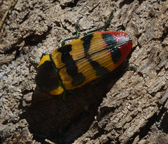 Temognatha variabilis