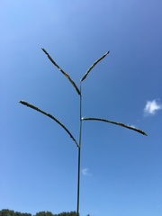 Paspalum laeve