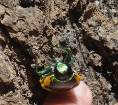 Temognatha variabilis
