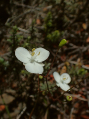 Libertia mooreae