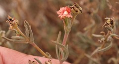 Delosperma testaceum