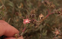 Delosperma testaceum