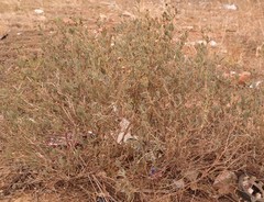 Delosperma testaceum