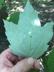 Acer rubrum drummondii