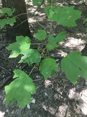 Acer rubrum drummondii