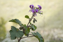 Pelargonium cordifolium