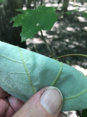Acer rubrum drummondii