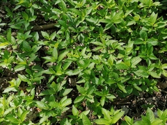 Mercurialis perennis