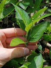 Mercurialis perennis