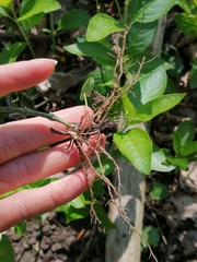 Mercurialis perennis