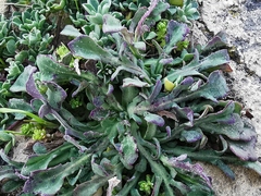 Reichardia picroides