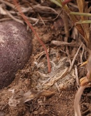 Bulbine mesembryanthemoides