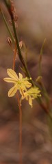 Bulbine mesembryanthemoides