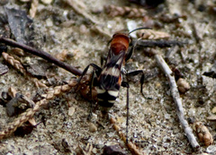 Psorthaspis legata