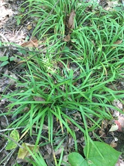 Carex abscondita