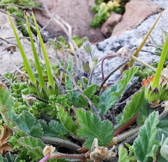 Erodium malacoides