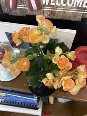 Begonia × hiemalis