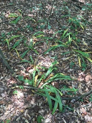Hymenocallis occidentalis