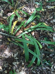 Hymenocallis occidentalis