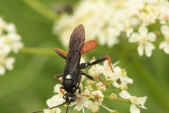 Amblyjoppa fuscipennis