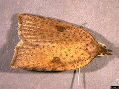 Meritastis polygraphana