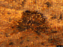 Meritastis polygraphana