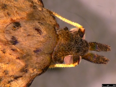 Meritastis polygraphana