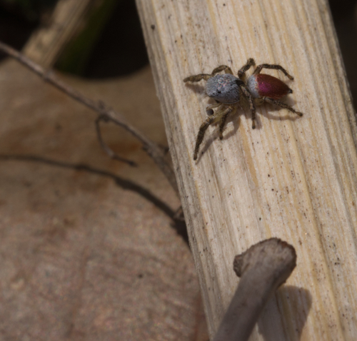 Habronattus decorus photo 4