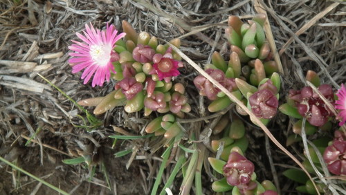 Delosperma incomptum