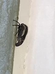 Ophiderma flavicephala